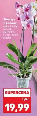 Kaufland Storczyk 1-pędowy oferta