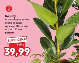 Kaufland Rośliny w ozdobnym koszu oferta