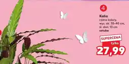 Kaufland Kalia oferta