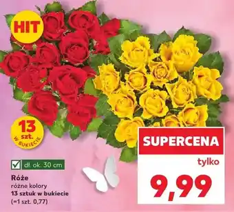 Kaufland Róże oferta