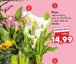 Kaufland Róża oferta