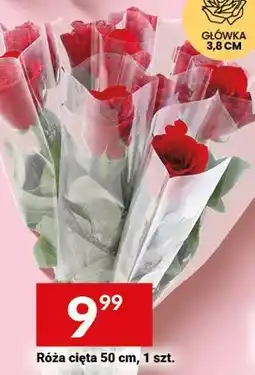 Twój Market Róża cięta 50 cm oferta