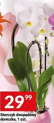 Storczyk dwupędowy doniczkowy