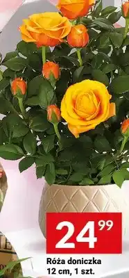 Twój Market Róża doniczkowa 12cm oferta