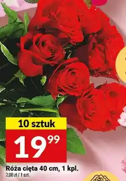 Twój Market Róża cięta 40 cm, 10 sztuk oferta