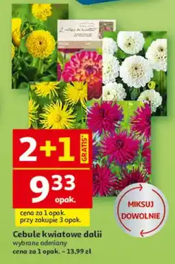 Auchan Cebulki kwiatowe dalii oferta