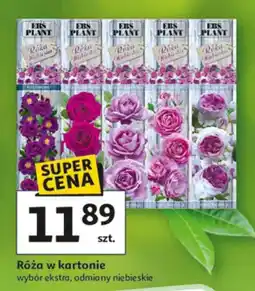 Auchan Róża w kartonie wybór ekstra, odmiany niebieskie oferta