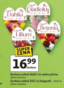 Auchan Zestaw cebul dalii lub mieczyków oferta