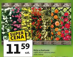 Auchan Róża w kartonie wybór ekstra, odmiany pnące oferta