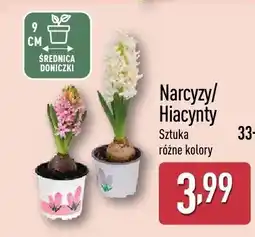 ALDI Narcyzy różne kolory oferta