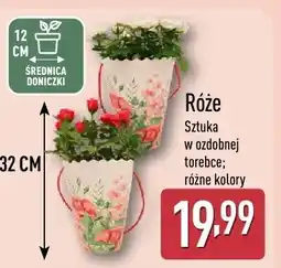 ALDI Róże w ozdobnej torebce różne kolory oferta
