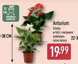 ALDI Anturium różne kolory oferta