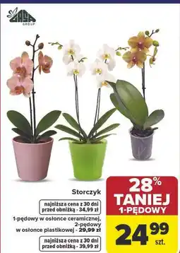 Carrefour Storczyk 1-pędowy w osłonce ceramicznej lub 2-pędowy w osłonce plastikowej oferta