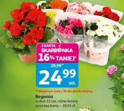 Auchan Begonia w don. 13 cm, różne kolory oferta