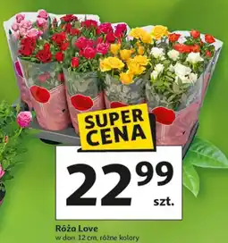 Auchan Róża Love w don. 12 cm, różne kolory oferta