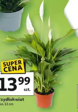 Auchan Skrzydłokwiat w don. 13 cm oferta