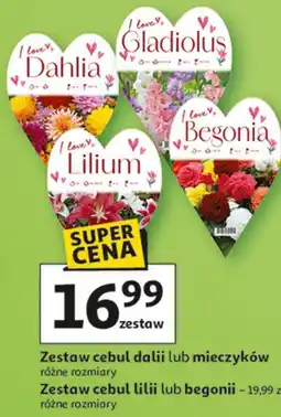 Auchan Zestaw cebul lilii lub begonii oferta