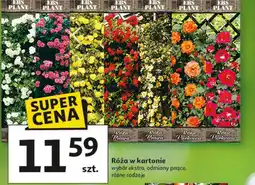 Auchan Róża w kartonie wybór ekstra, odmiany pnące, różne rodzaje oferta