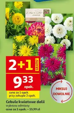 Auchan Cebule kwiatowe dalii wybrane odmiany oferta