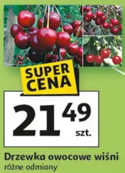 Auchan Drzewka owocowe wiśni różne odmiany oferta
