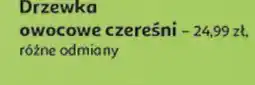 Auchan Drzewka owocowe czereśni różne odmiany oferta