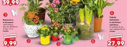 Kaufland Kalanchoe w kokaronce oferta