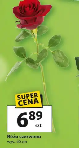Auchan Róża oferta