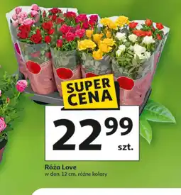 Auchan Róża oferta