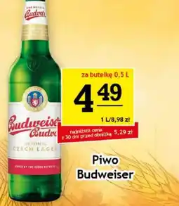 Gram Market Piwo Budweiser oferta