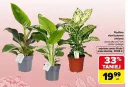 Carrefour Roślina doniczkowa oferta
