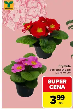 Carrefour Prymula Tomaszewski oferta