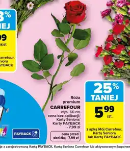 Carrefour Róża Carrefour oferta