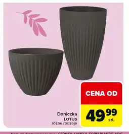 Carrefour Doniczka oferta