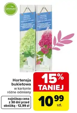 Carrefour Hortensja oferta