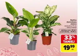 Carrefour Market Roślina doniczkowa oferta