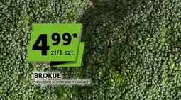 Groszek Brokuł oferta
