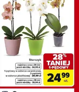 Carrefour Market Storczyk 1-pędowy oferta