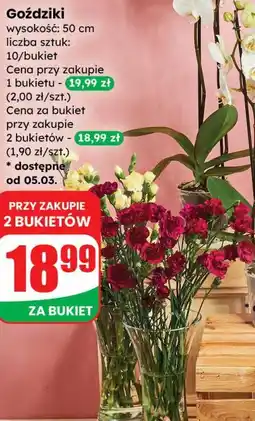 Dino Goździki wysokość 50 cm, 10 sztuk/bukiet oferta