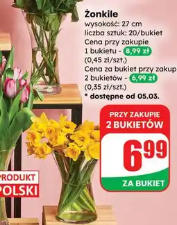 Dino Żonkile wysokość 27 cm, 20 sztuk/bukiet oferta