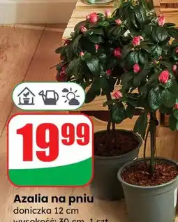 Dino Azalia na pniu doniczka 12 cm oferta