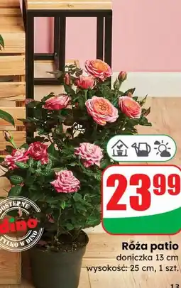 Dino Róża patio doniczka 13 cm oferta