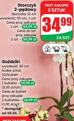 Dino Storczyk 2-pędowy doniczka 12 cm oferta