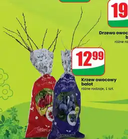 Dino Krzew owocowy balot oferta