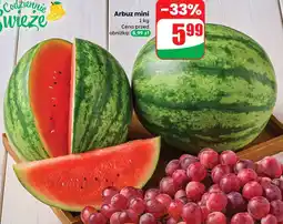 Dino Arbuz mini oferta