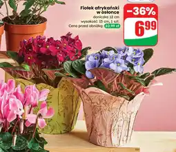 Dino Fiołek afrykański w osłonce, doniczka 12 cm oferta