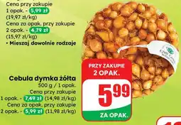 Dino Cebula dymka żółta oferta