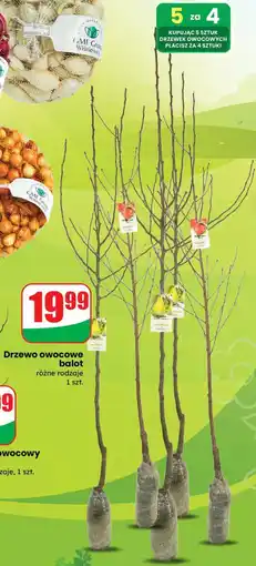 Dino Drzewo owocowe balot oferta