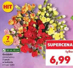 Kaufland Goździki, 7 sztuk oferta