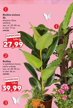Kaufland Roślina zielona XL (dracena, fikus, szeflera) oferta