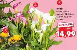 Kaufland Róża (różne kolory) oferta